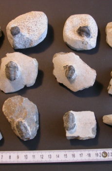 12 stk.Trilobitter fra Marokko