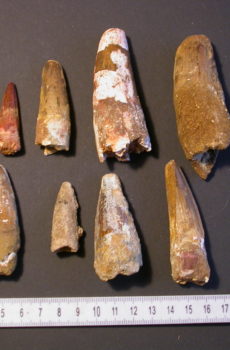 Spinosaurus tænder 10 stk.