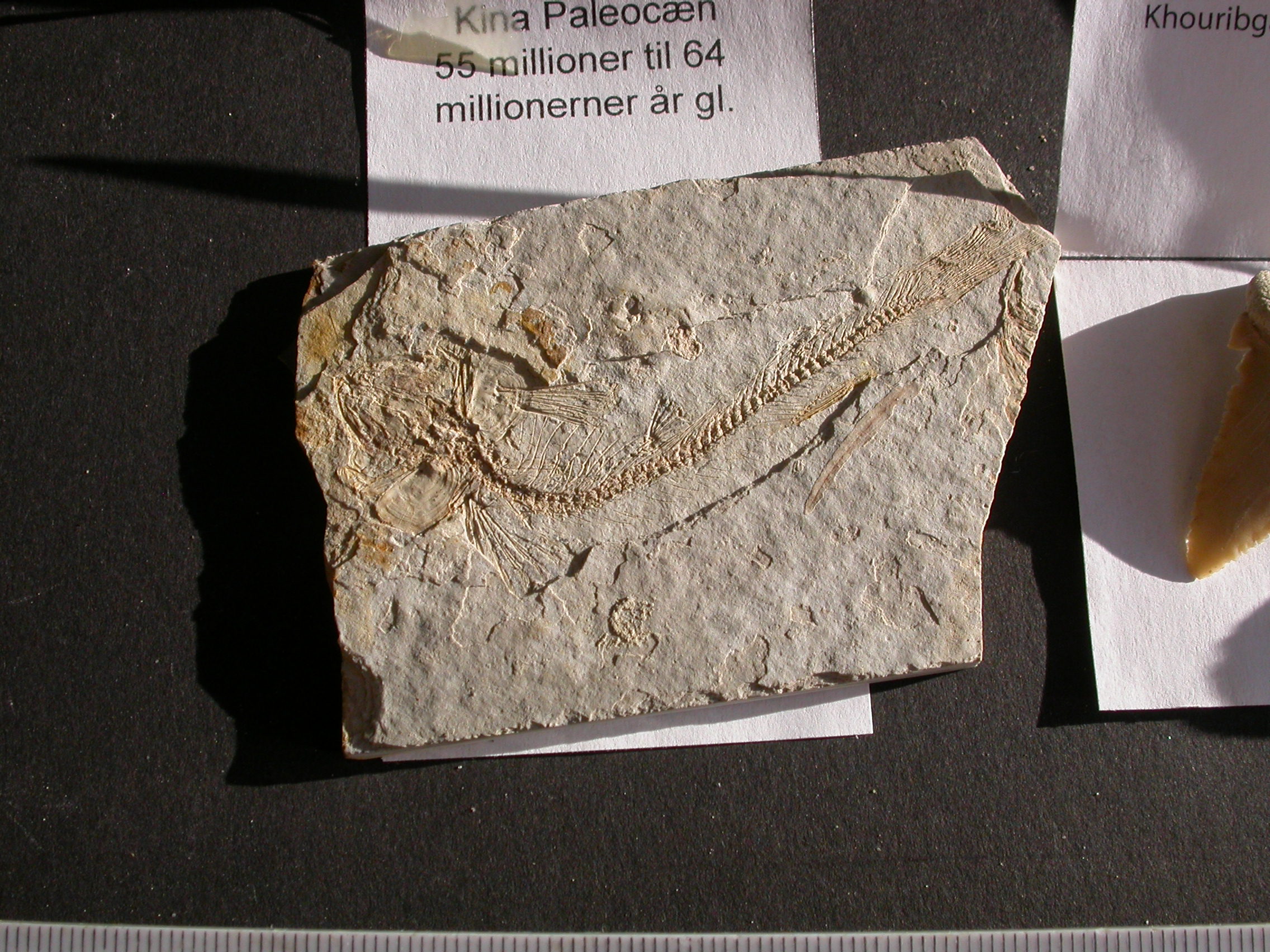 8 Stk. fossiler - Billede 3