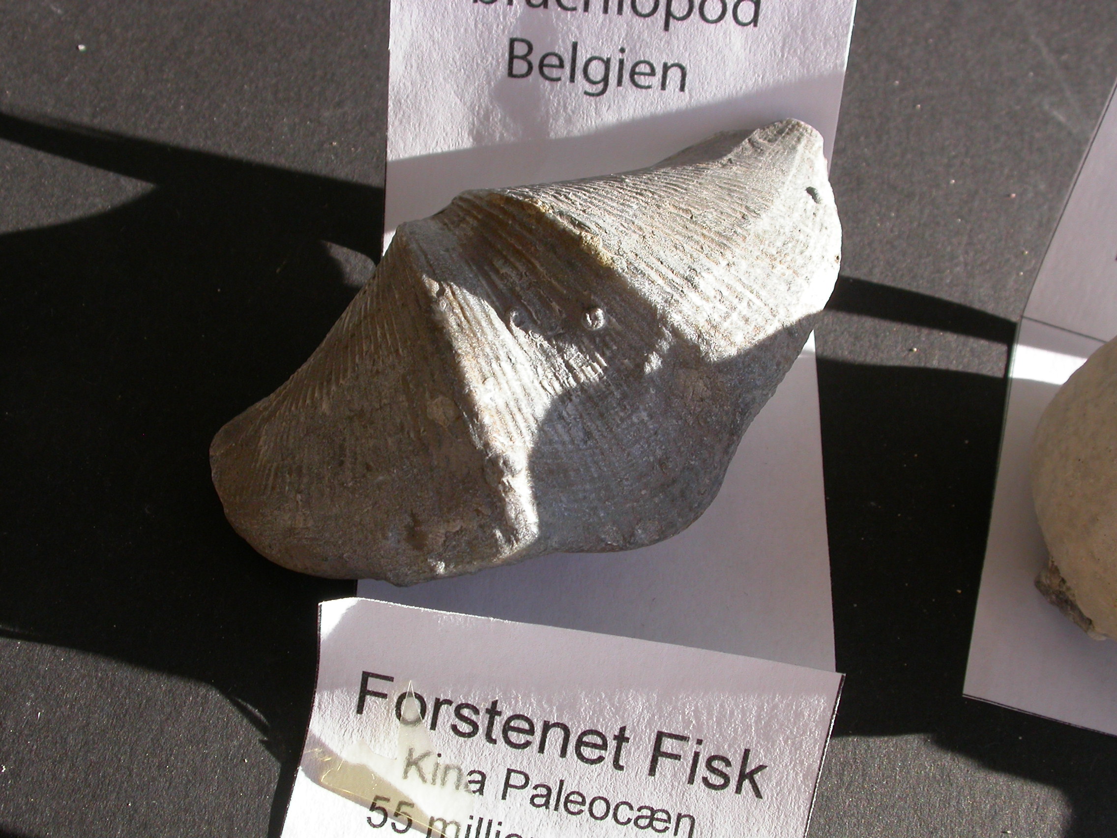 8 Stk. fossiler - Billede 4