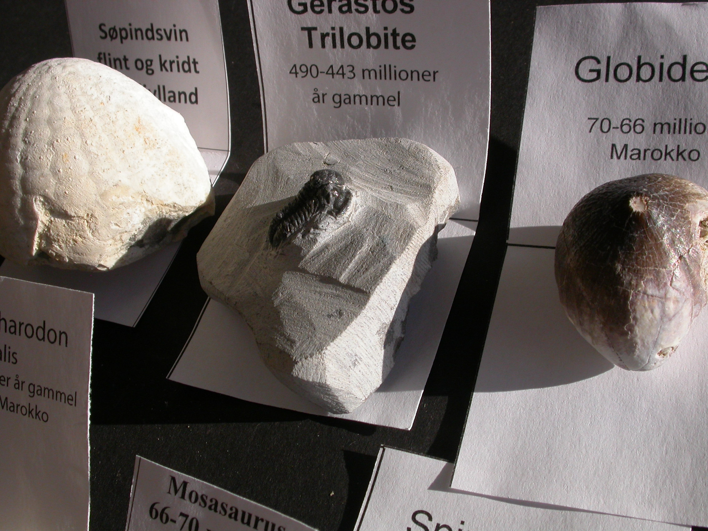 8 Stk. fossiler - Billede 5