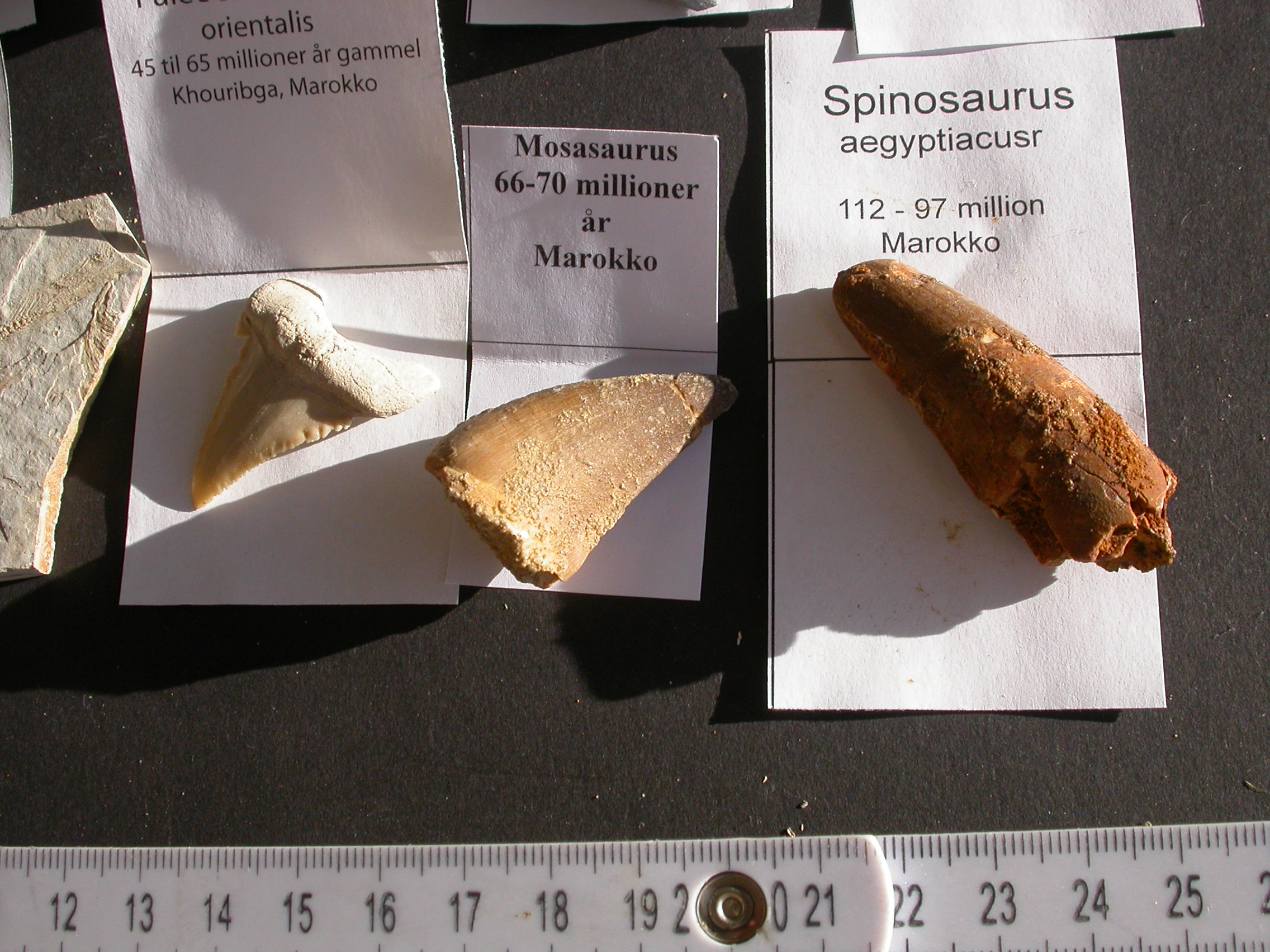 8 Stk. fossiler - Billede 6