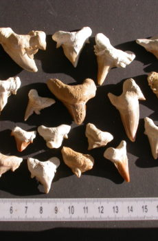 20 Stk. Otodus hajtænder med deformationer/multant