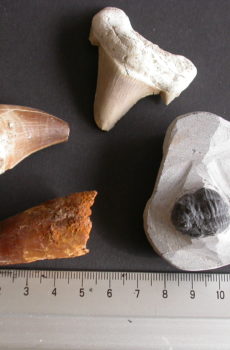 4 stk fossiler fra Marokko